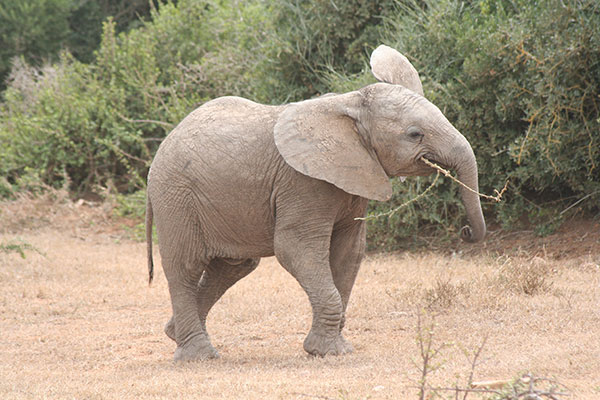 elephant