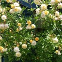 The Great Bay Tree Mystery