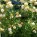 The Great Bay Tree Mystery